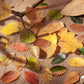Fallen Leaves Sticker 50pcs