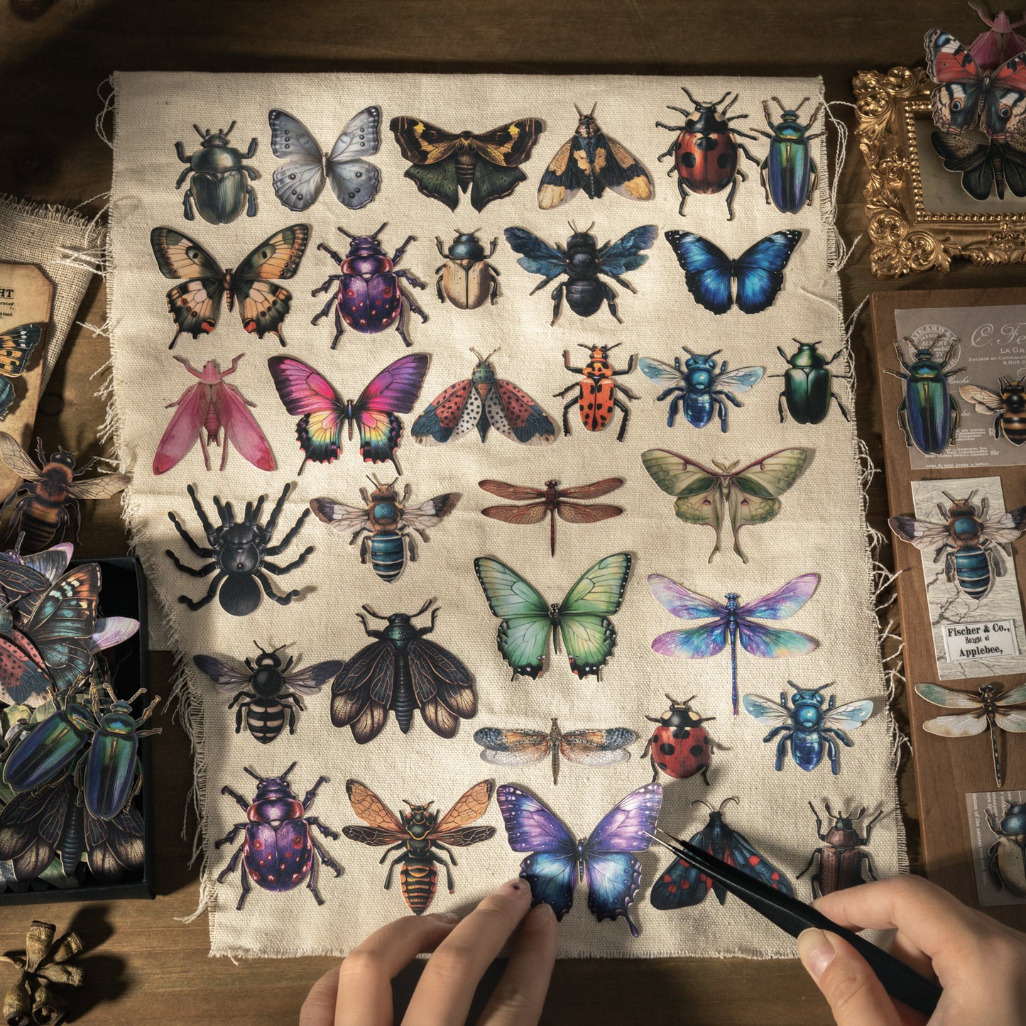 Insect Collector Sticker 100pcs